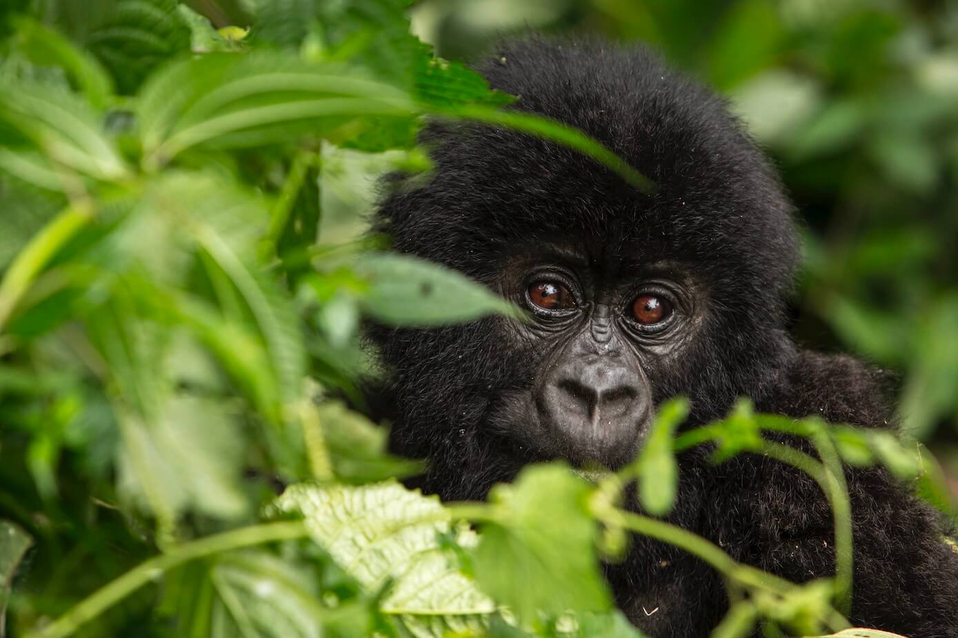 Gorilla