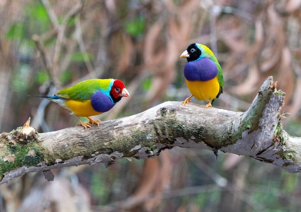 Gouldian finch