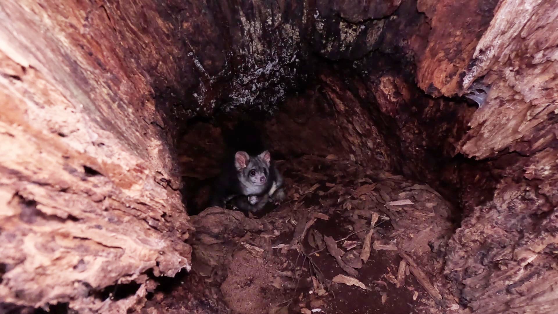 Livestream image of greater glider in hollow