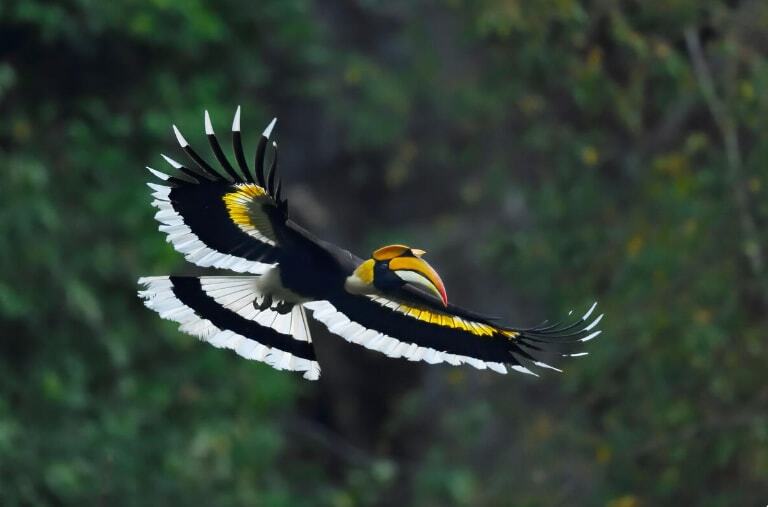 img_great_hornbill_flying