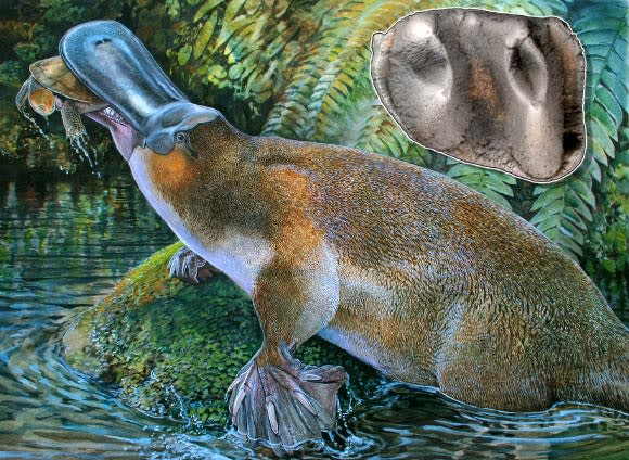 Artist’s reconstruction of Obdurodon tharalkooschild