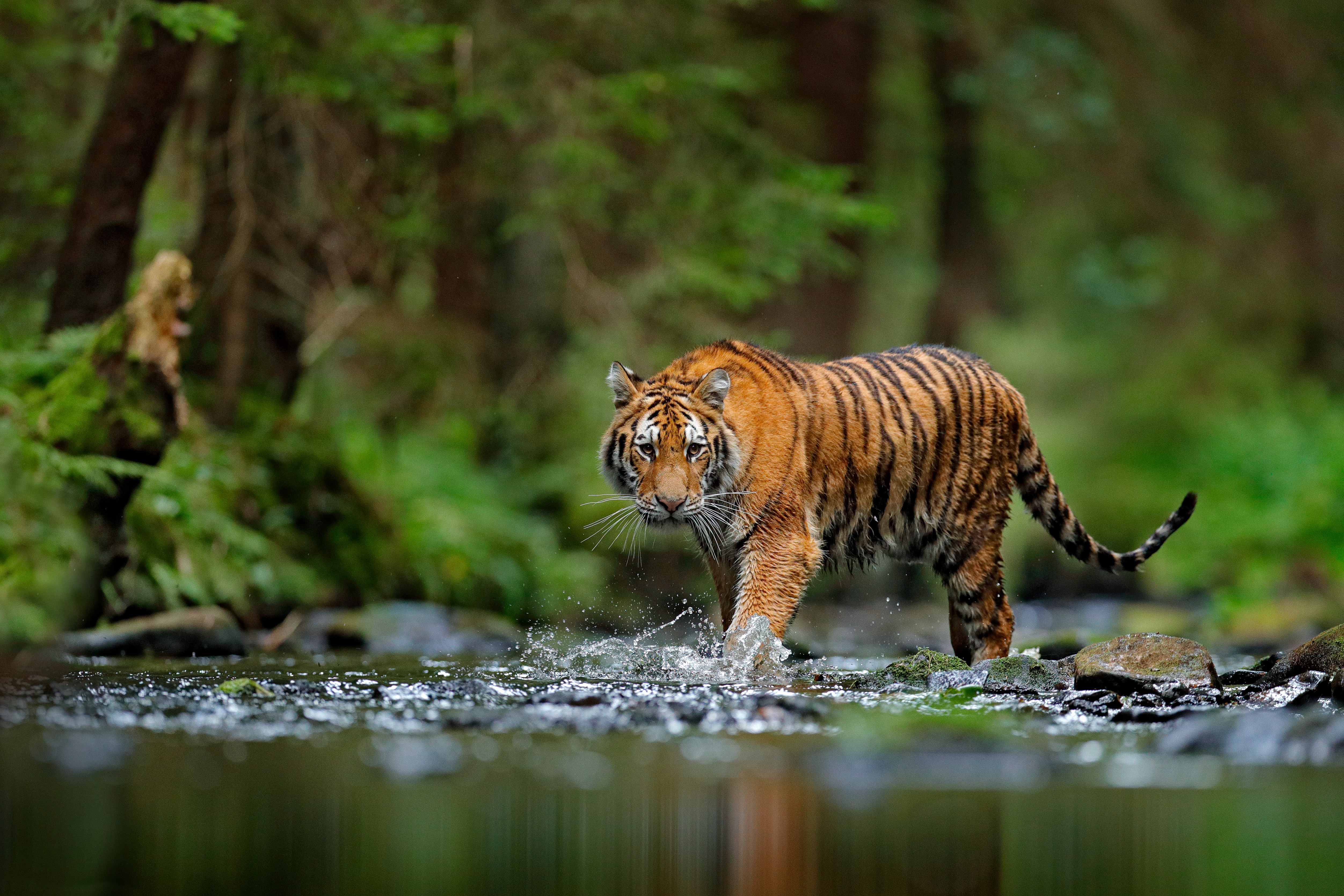 Siberian Tiger walking in the water in Russia