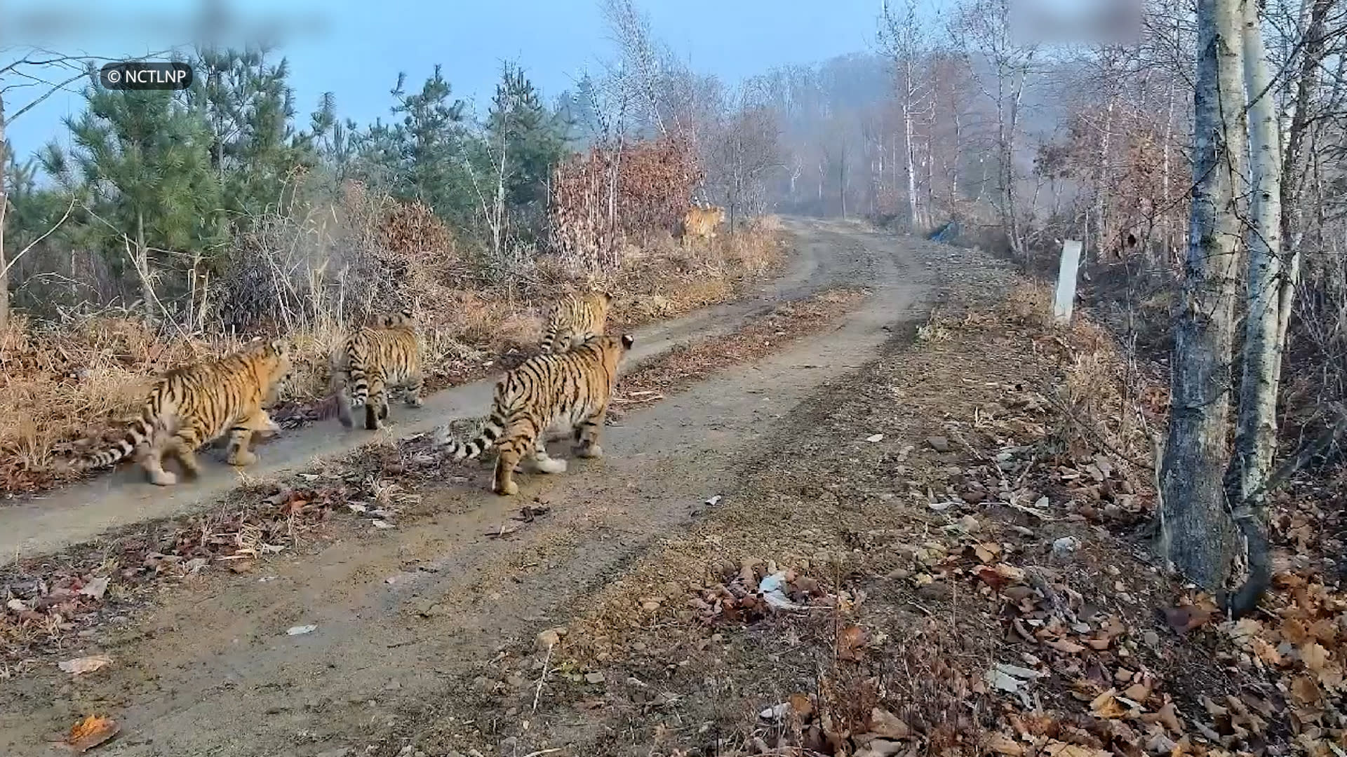 5 Amur tiger cubs spotted in China