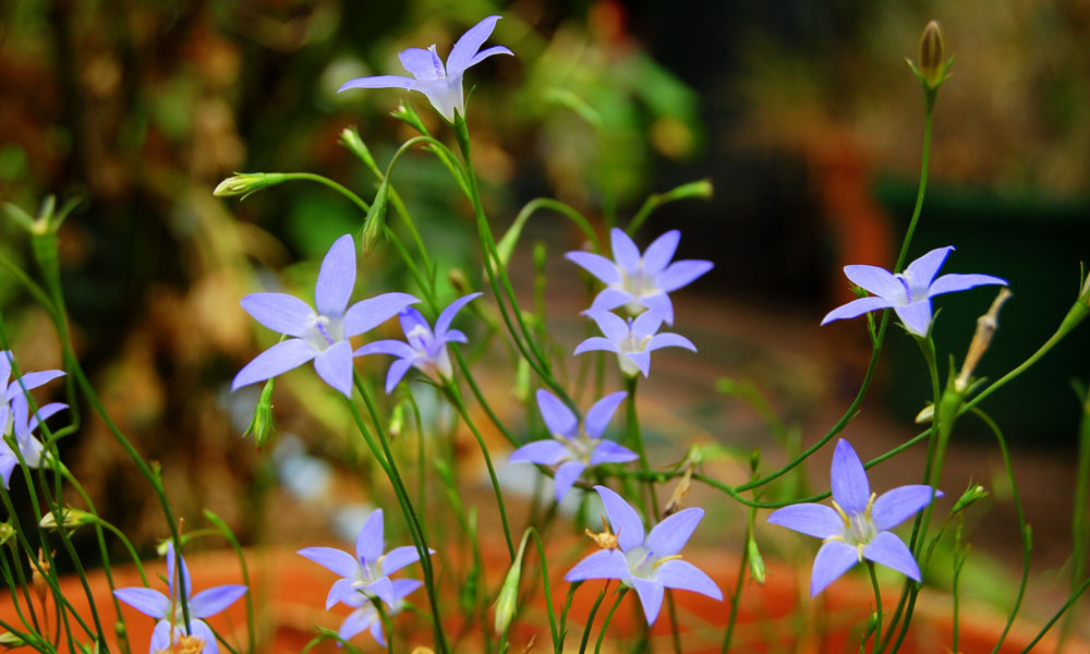 Australian bluebell (Wahlenbergia) in a pot
