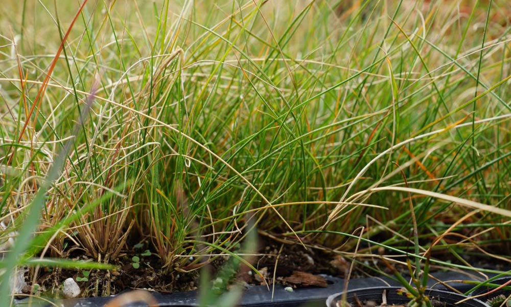 Austrostipa trichophylla grasses grow during revegetation
