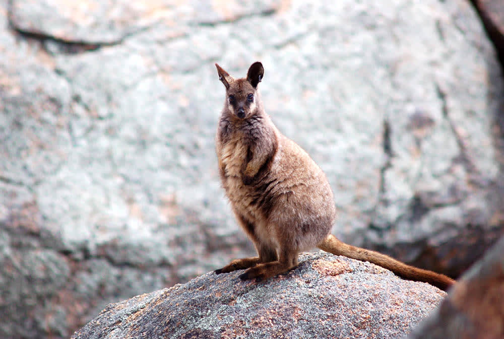 Black-flanked rock-wallaby in the central Wheatbelt, Western Australia
