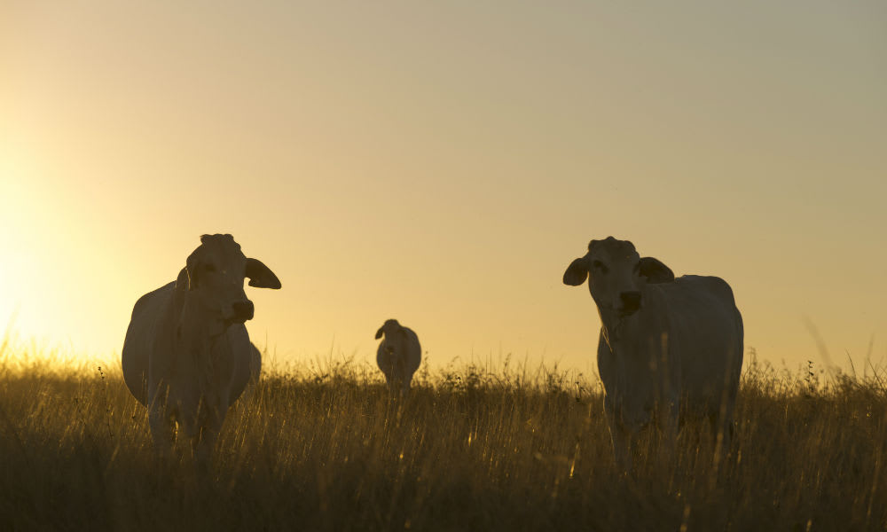 Brahman cross cattle grazing tropical pastures in North Queensland
