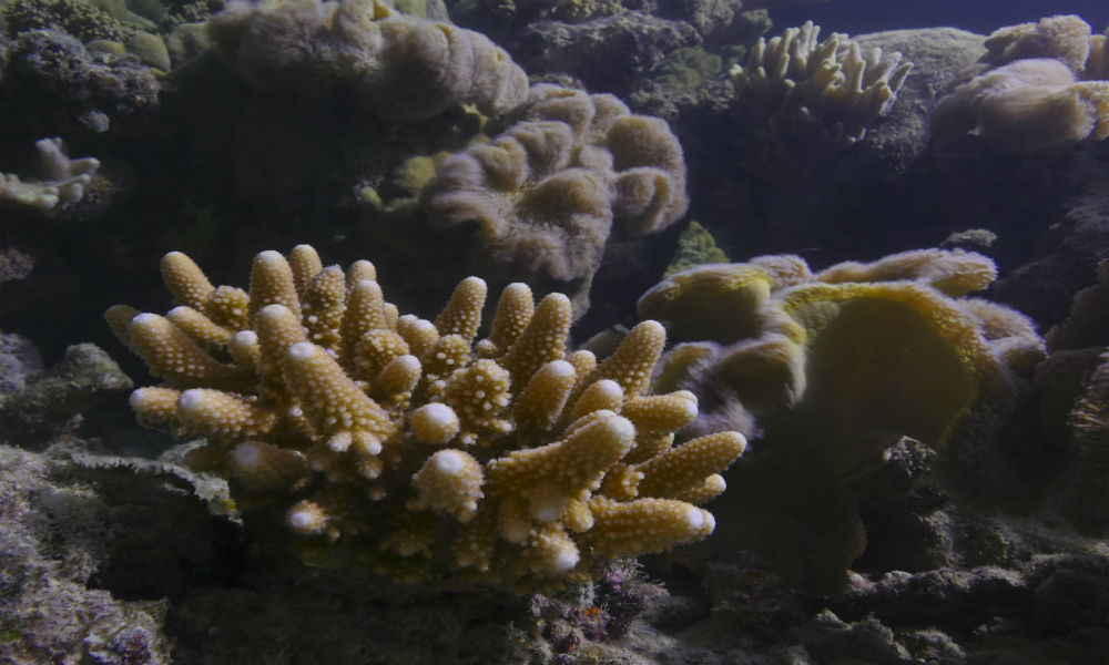 Coral spawning off Lizard Island