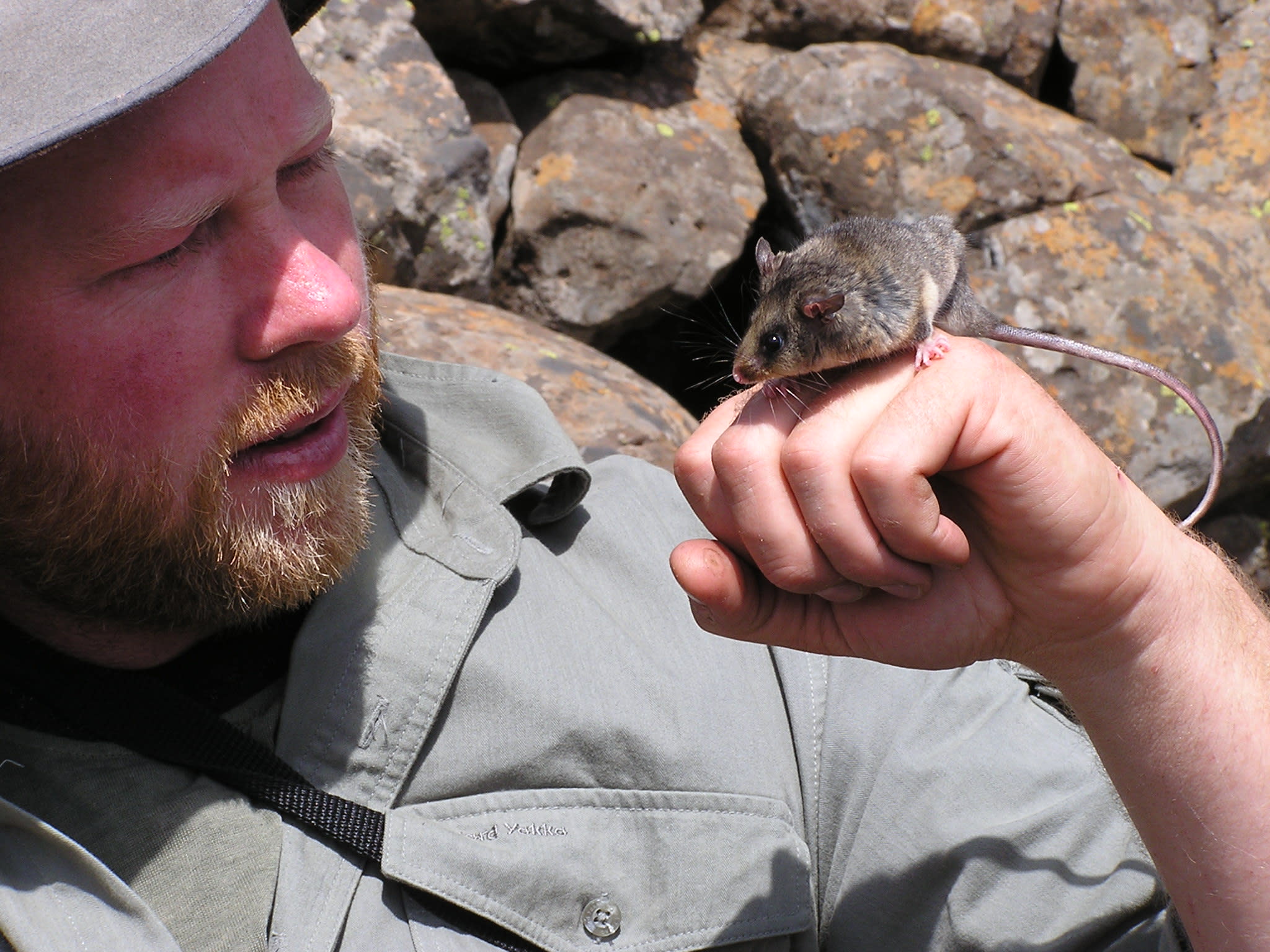 img-Dean-Heinze-pygmy-possum
