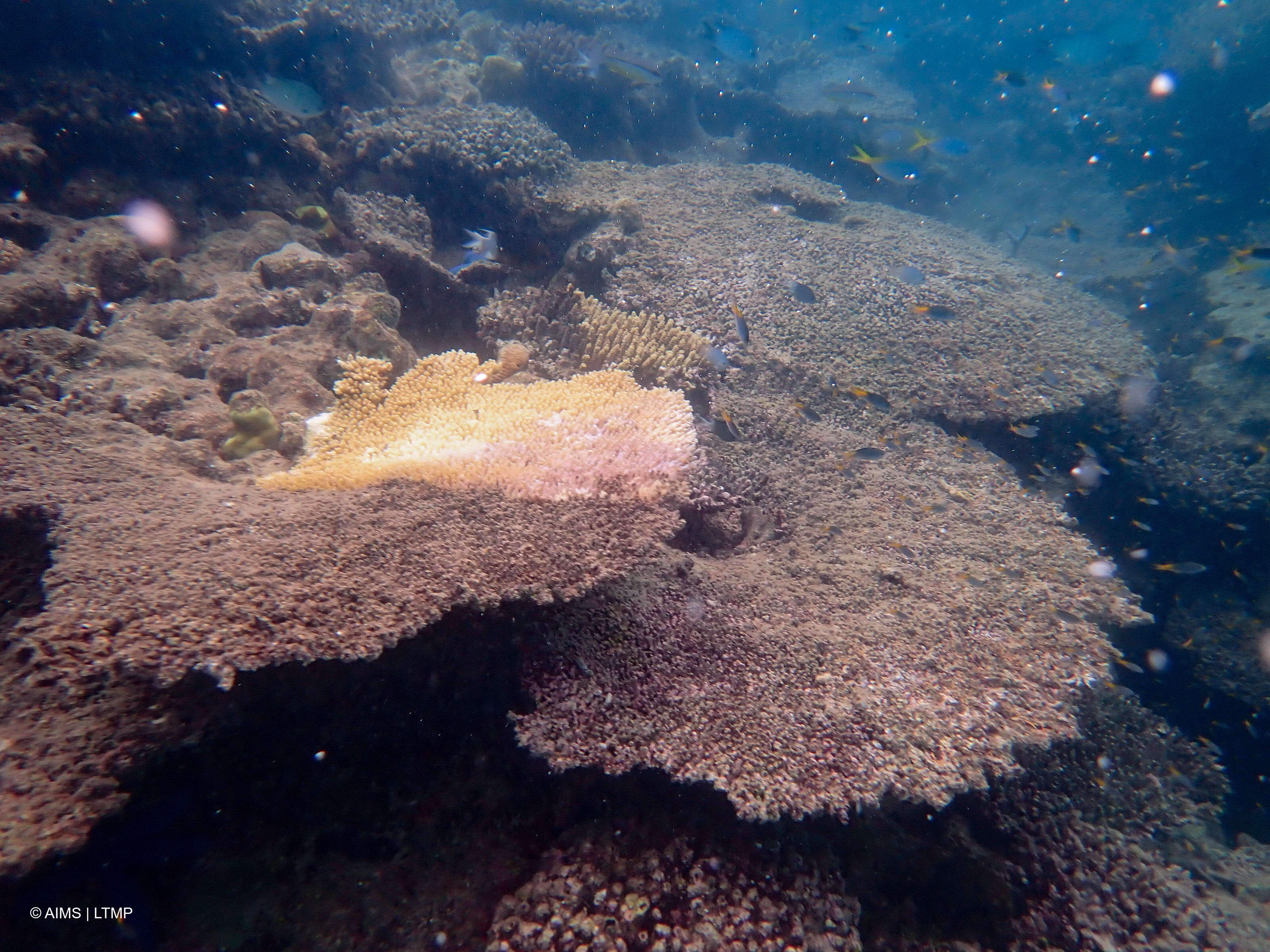 img-GBR-coral-mortality2