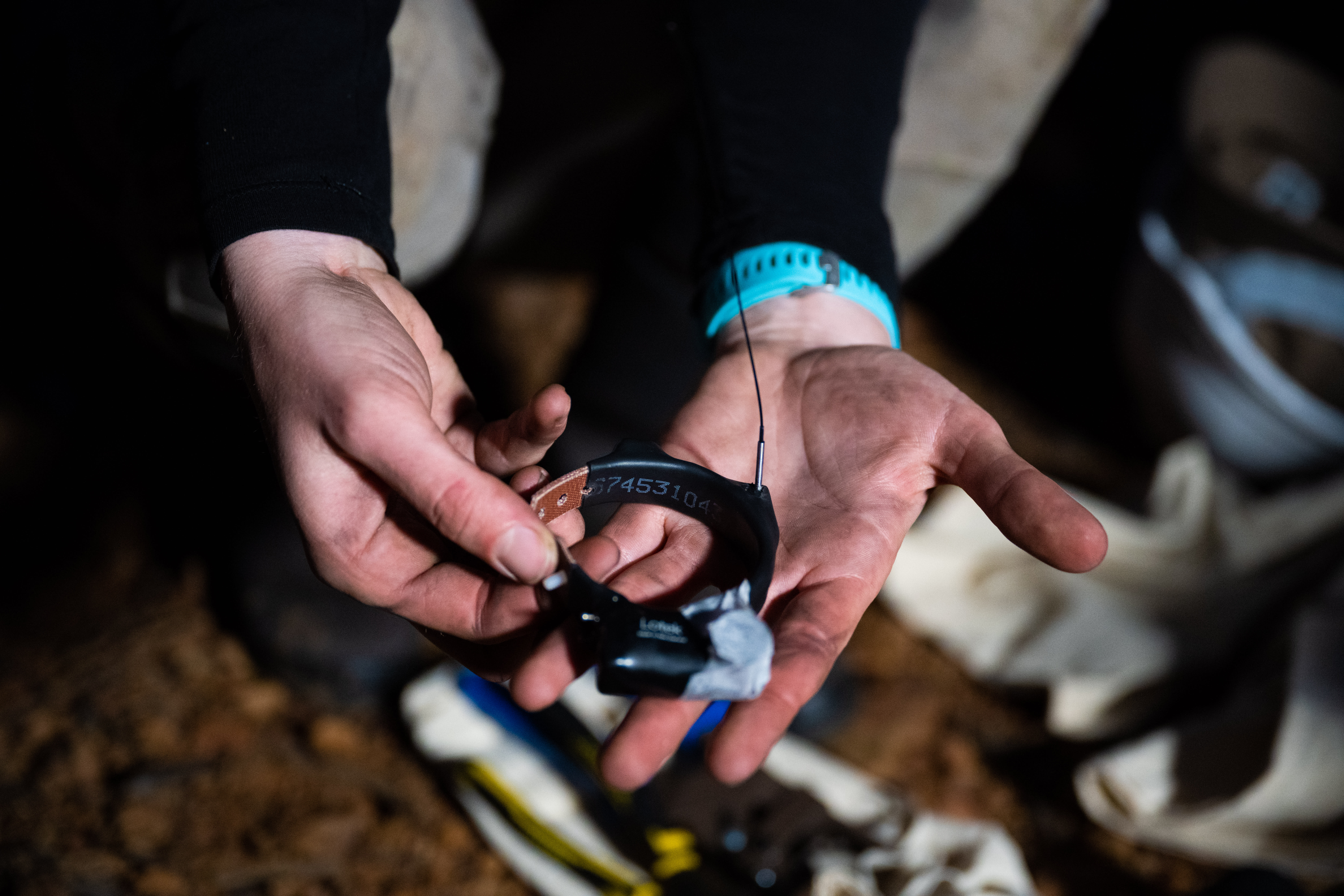 Close-up of the collars being used to track greater gliders