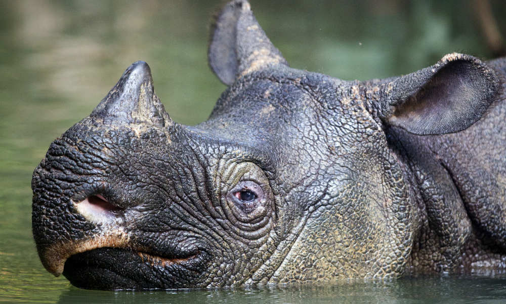 Javan Rhinoceros (Rhinoceros sondaicus) in water= Ujung Kulon National Park= Java= Indonesia