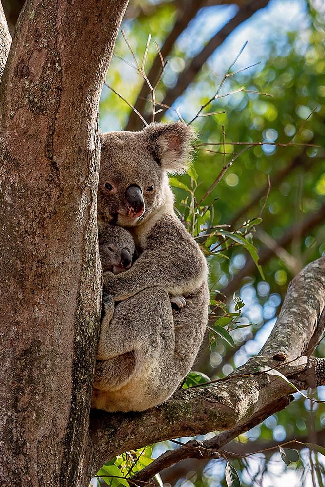 img-Koala-And-Joey1000px.jpg