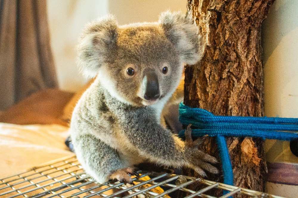 A young koala joey in care with Ipswich Koala Protection Society