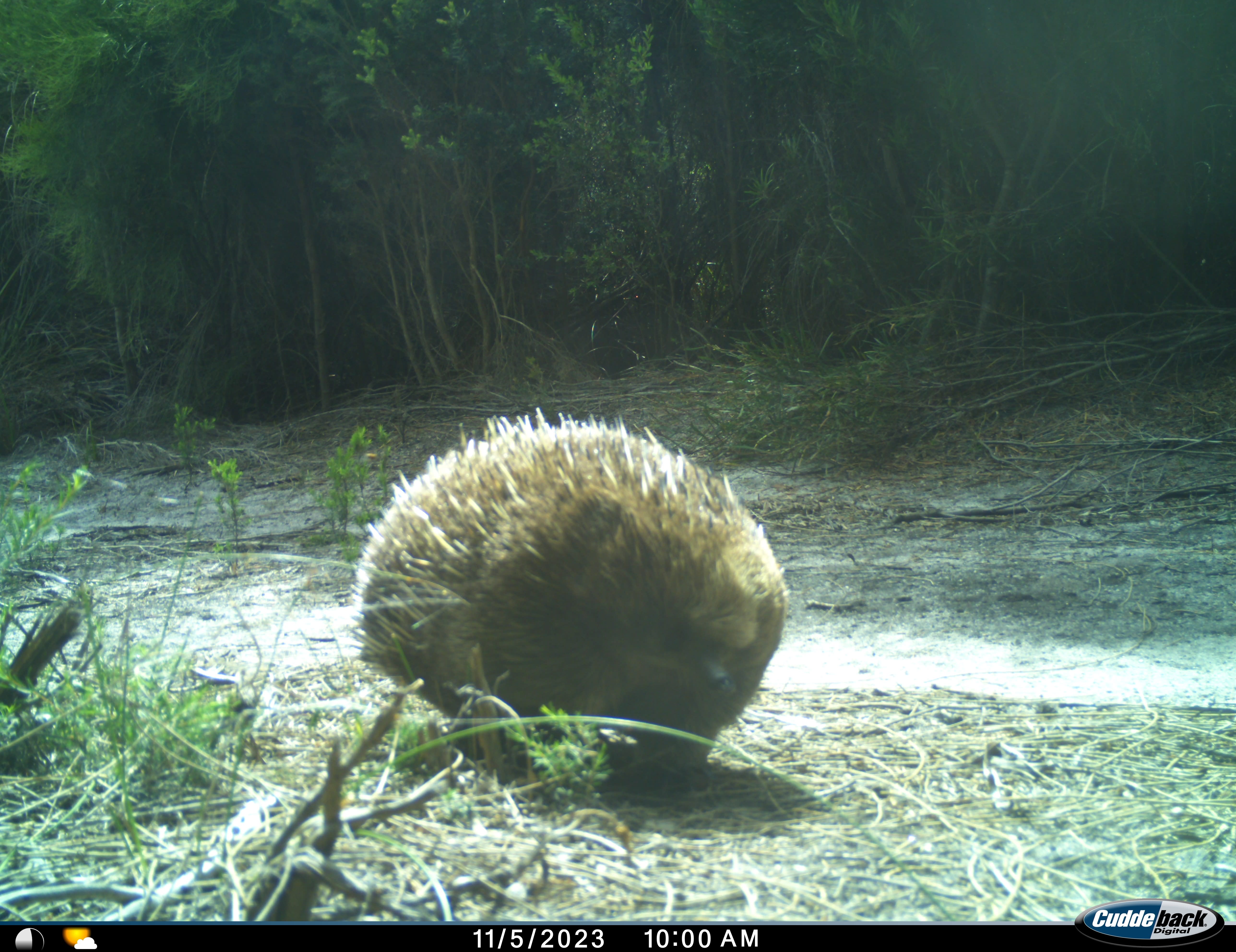 img-Lungtalanana-echidna1