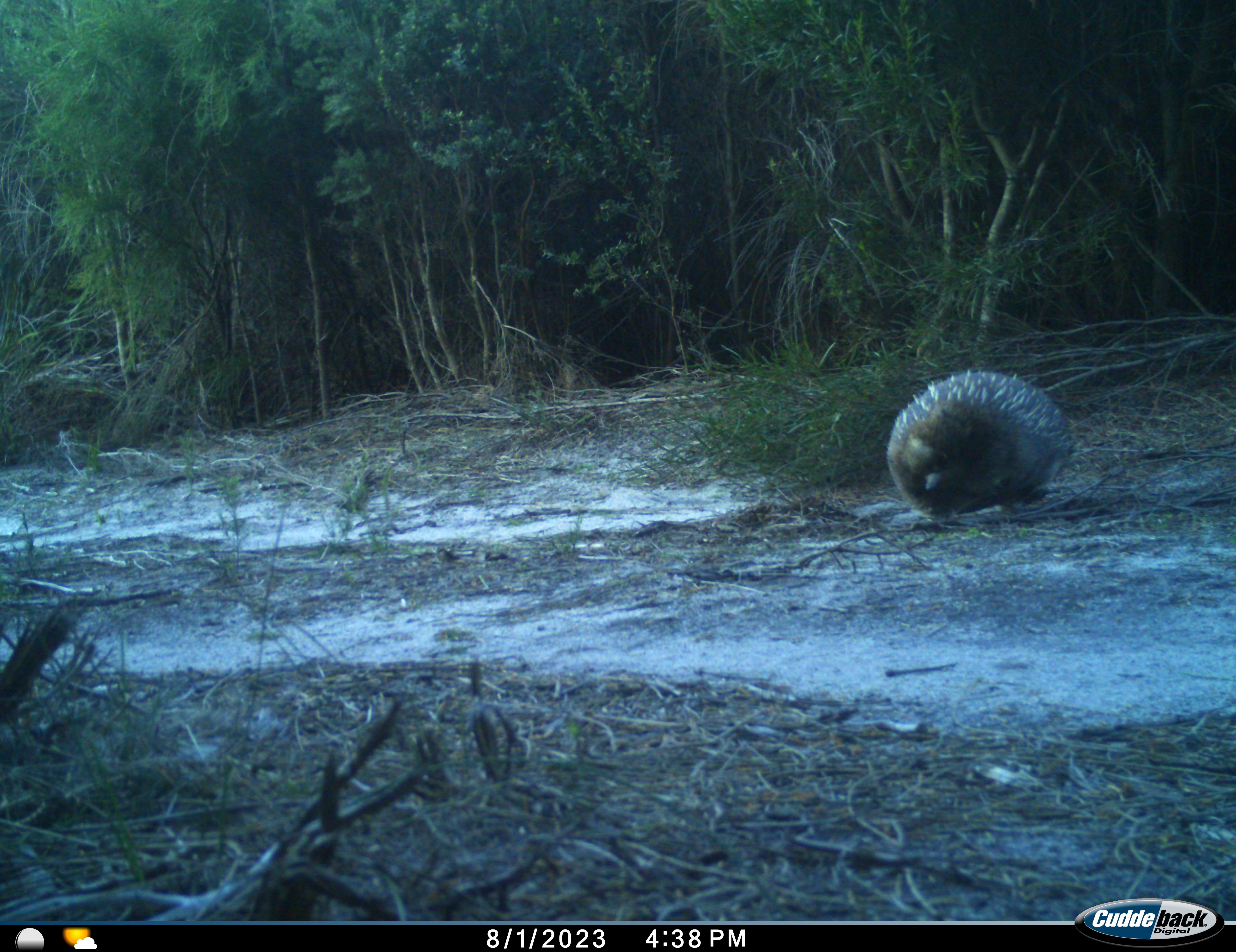 img-Lungtalanana-echidna2