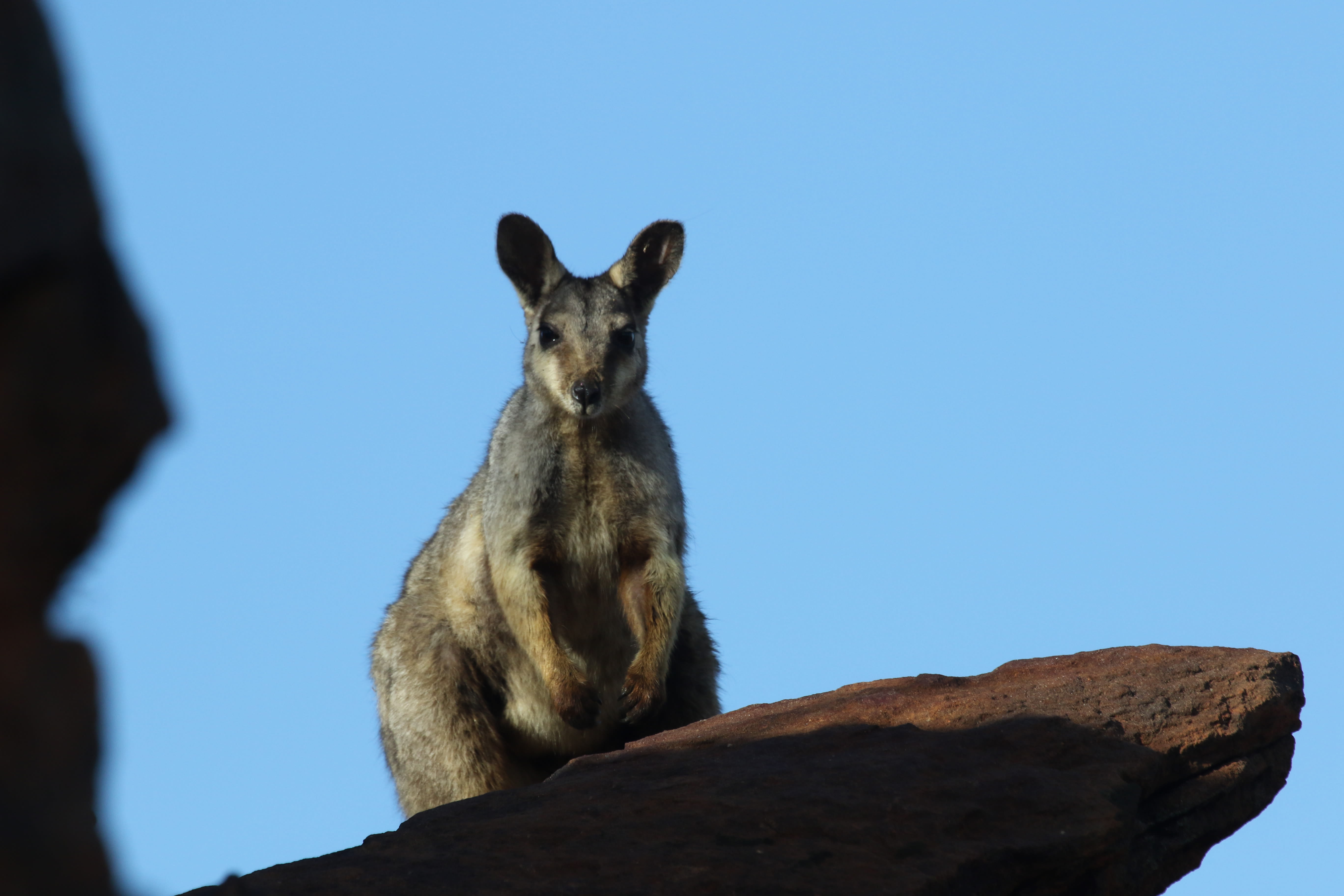 Wiliji, the black flanked rock-wallaby