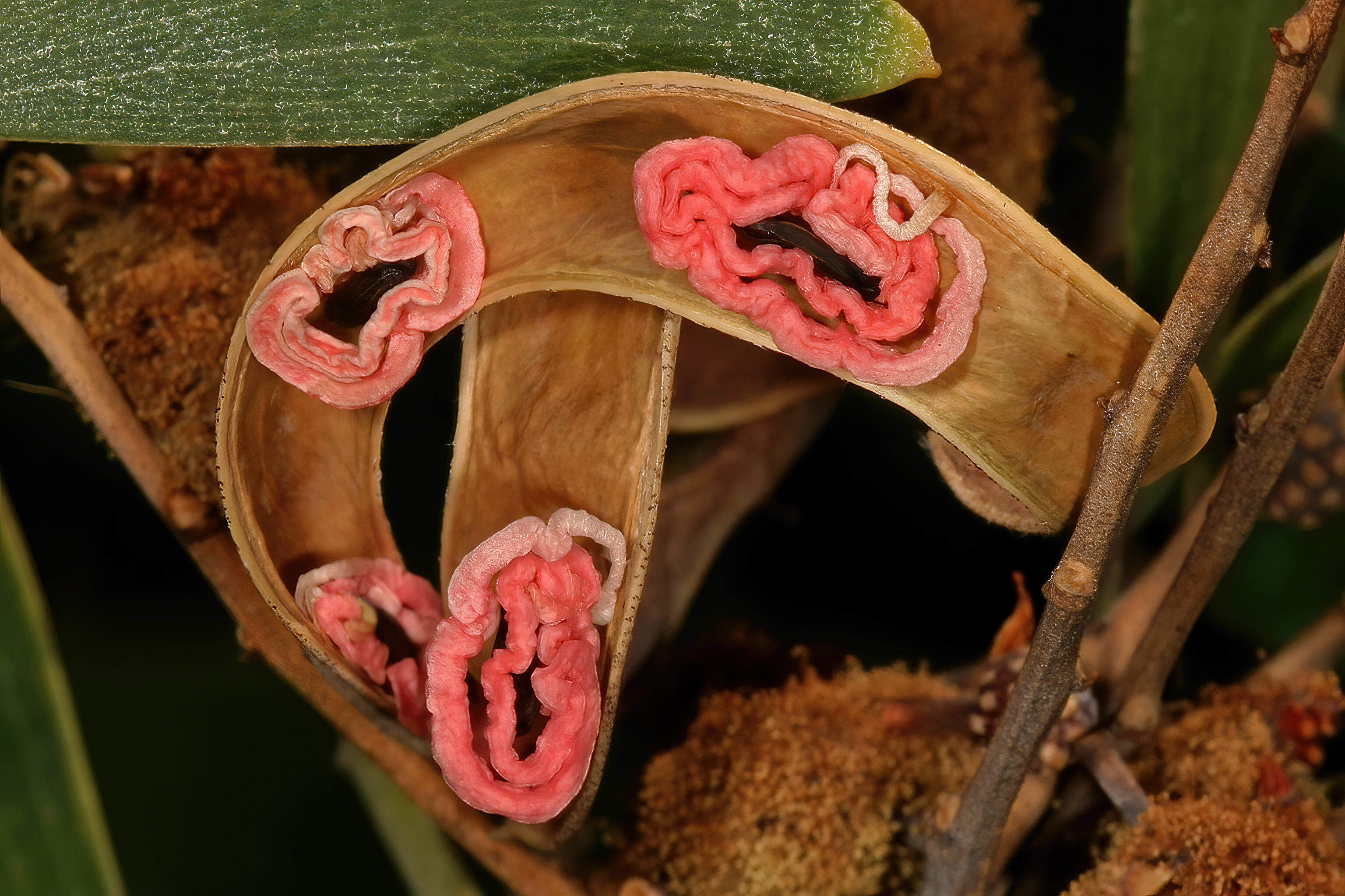 Acacia melanoxylon, mature dehisced pods showing seeds, each seed encircled by a pinkish seed stalk (funicle) - Wikicommons