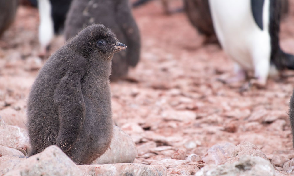 An Adelie penguin chick in Antarctica
