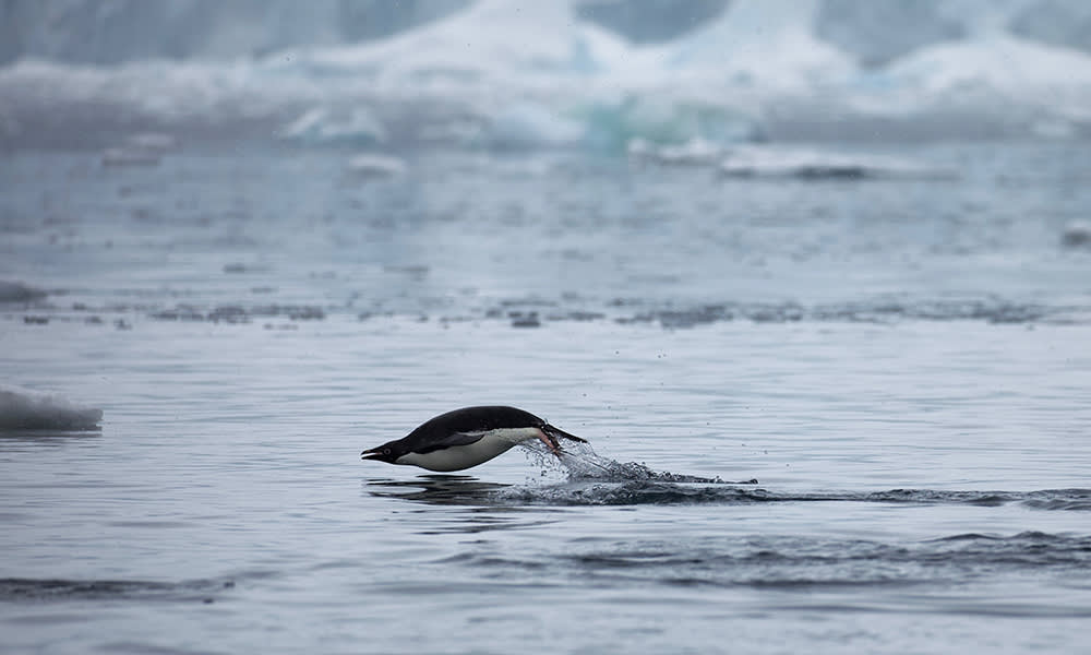 Adelie penguin (Pygoscelis adeliae) taking a dive, Antarctic Peninsula, January 2018