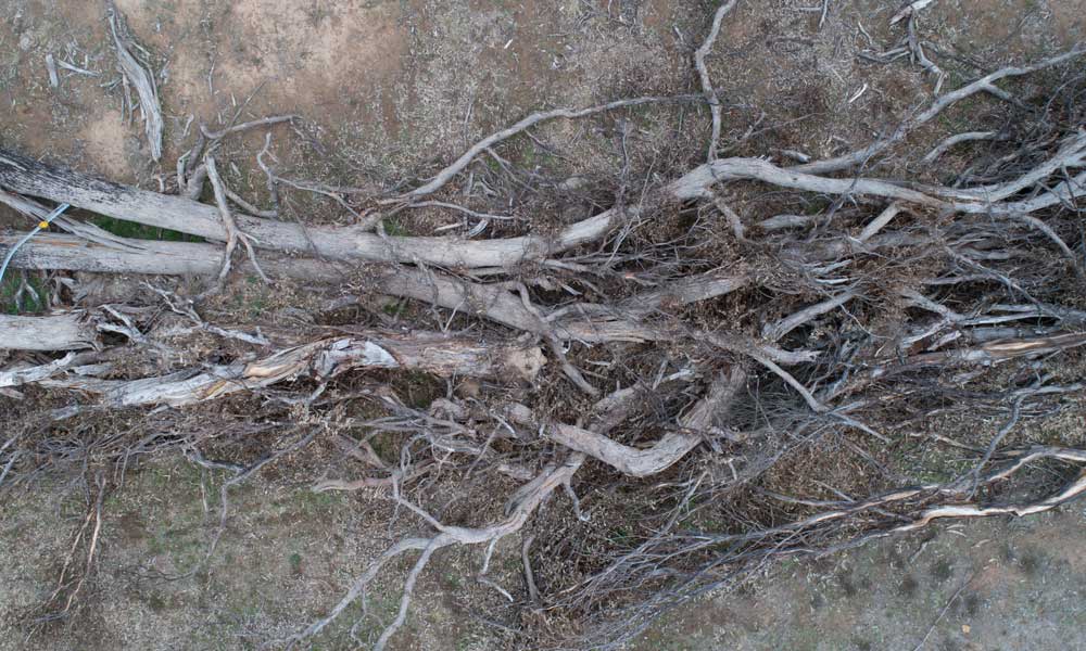 Fenceline tree-clearing in northern NSW