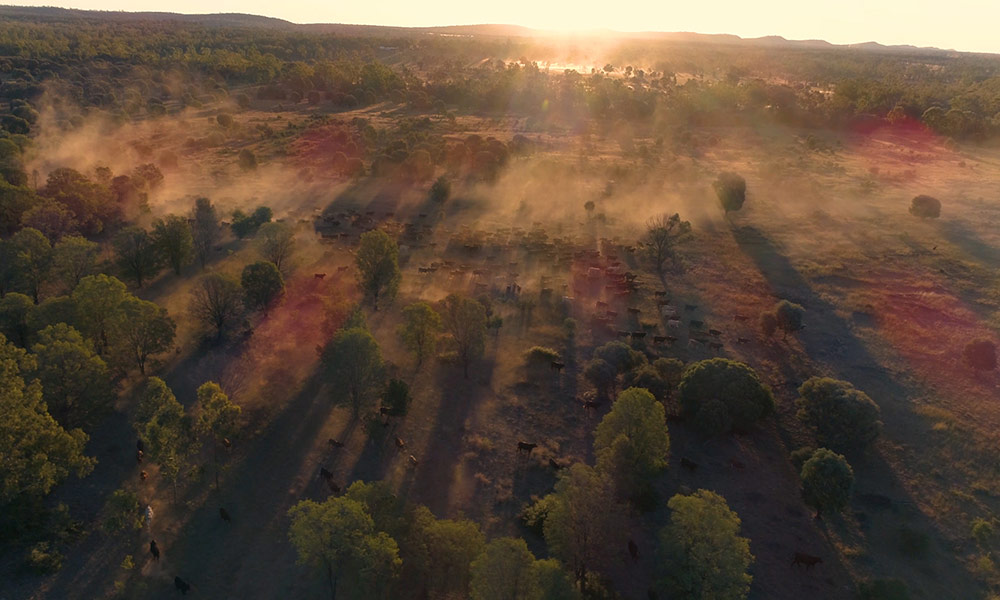 Aerial view of cattle grazing near Rockhampton= Queensland