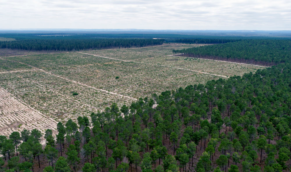Aerial view cleared pine plantations in Gnangara-moore River State Forest. Yanchep= Western Australia= February 2017