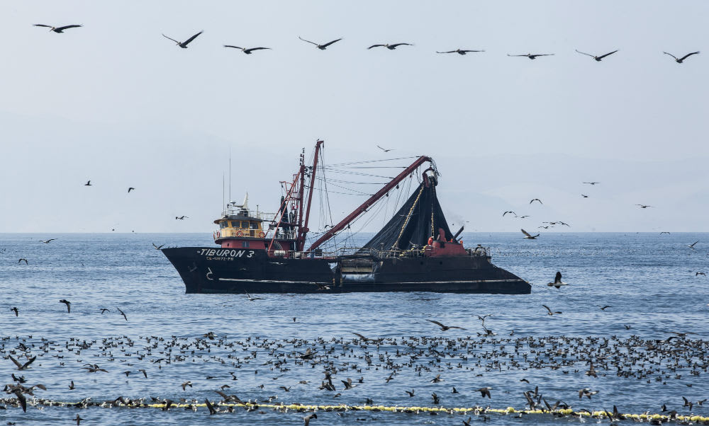 WWF-Australia and WWF-Peru are working with industry, scientists and government to develop a plan to improve the fishery to a standard consistent with MSC.