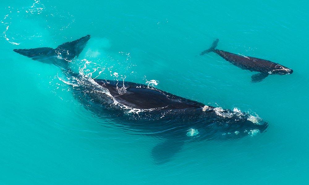 Southern Right Whale (Eubalaena australis) mother and calf in shallow protected waters