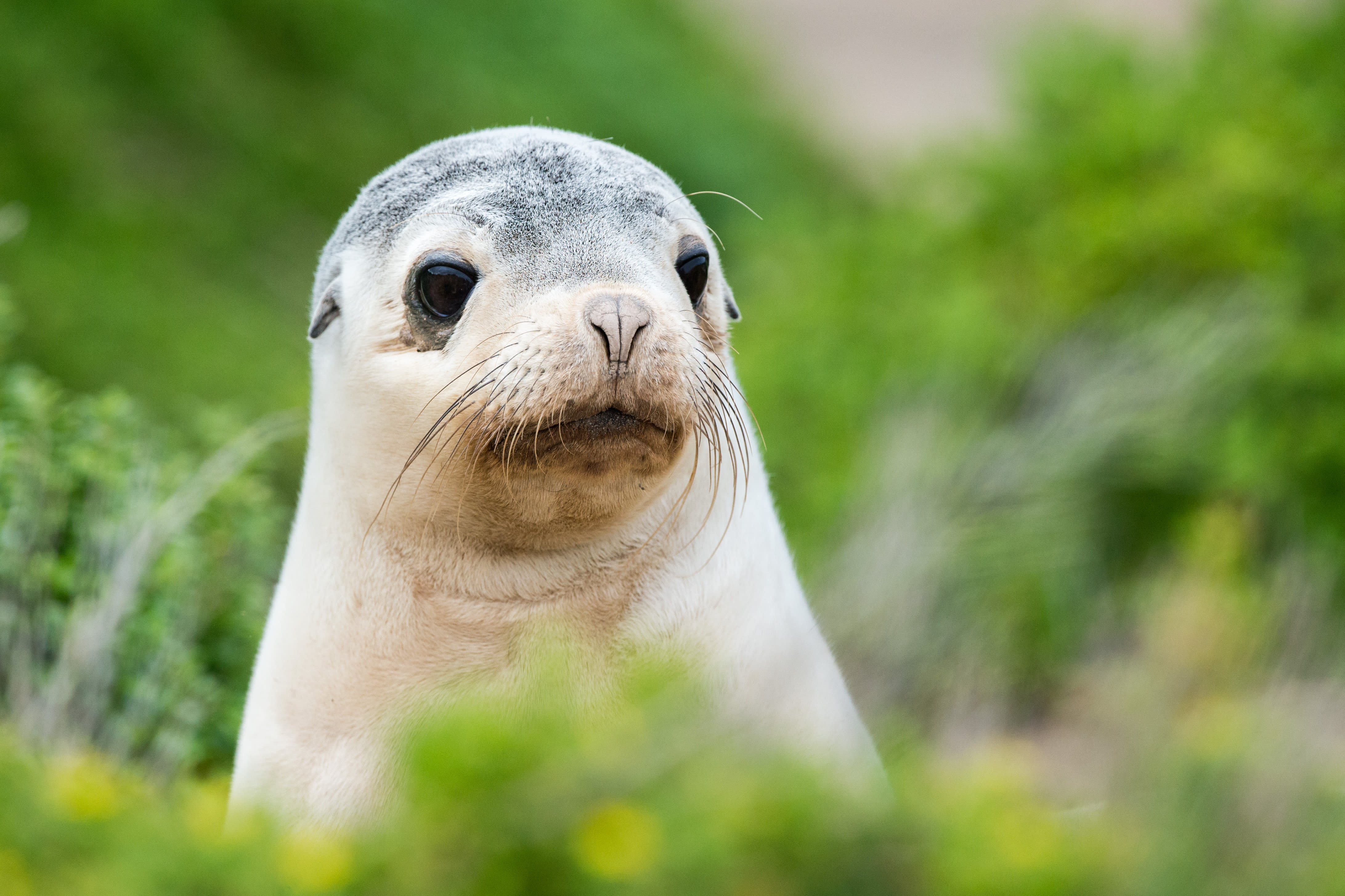 Australian sea lion