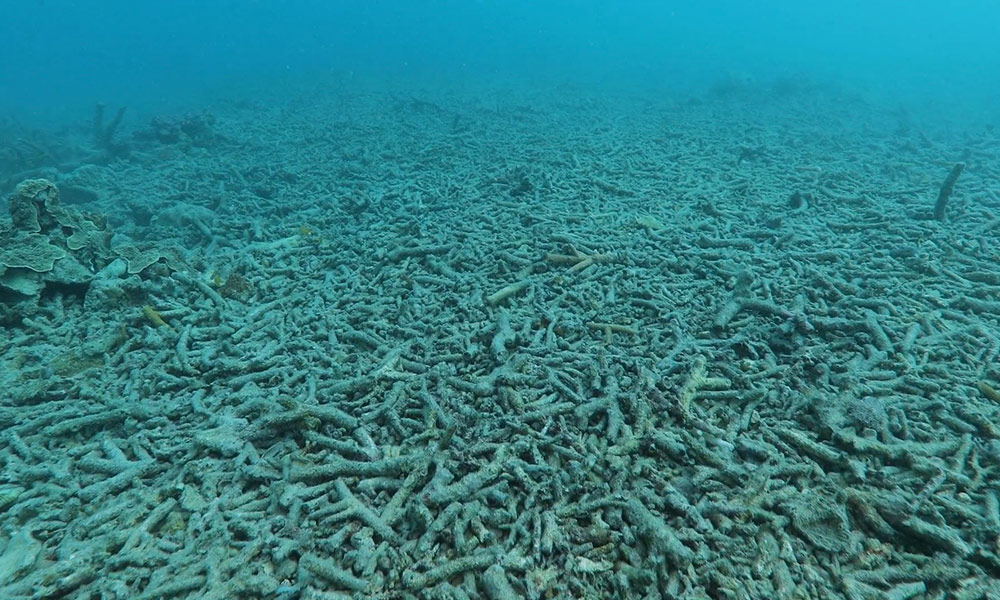 Coral rubble on Bait Reef= in the Great Barrier Reef