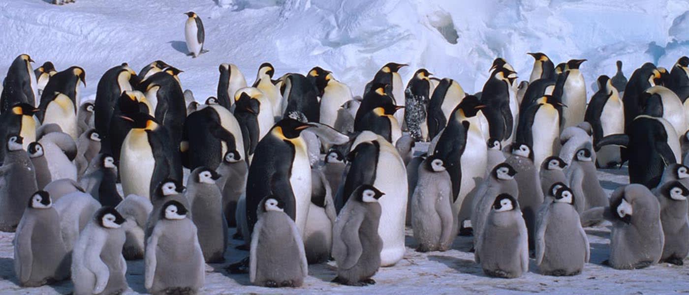 Aptenodytes forsteri Emperor penguin Colony with adults and chicks Dawson-Lambton Glacier, Antarctica
