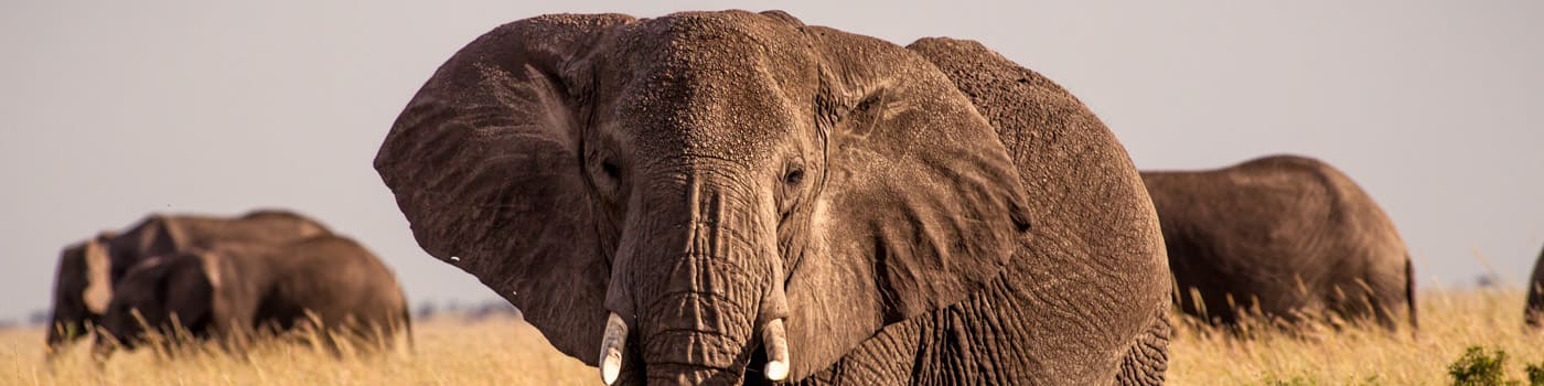 A group of elephants roam in long grass at sunrise, Tanzania