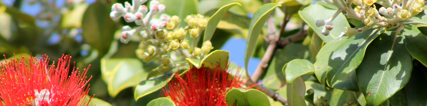 Flora from Kings Lynn Rise, Mindarie, Western Australia