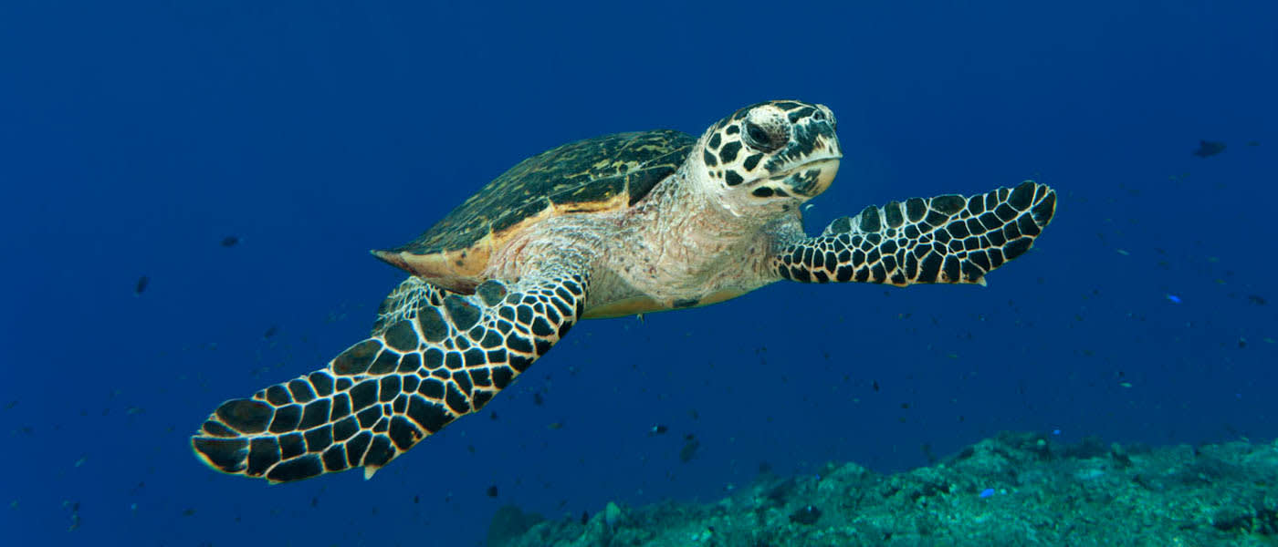 A hawksbill turtle swimming through a reef, Kimbe Bay, Papua New Guinea