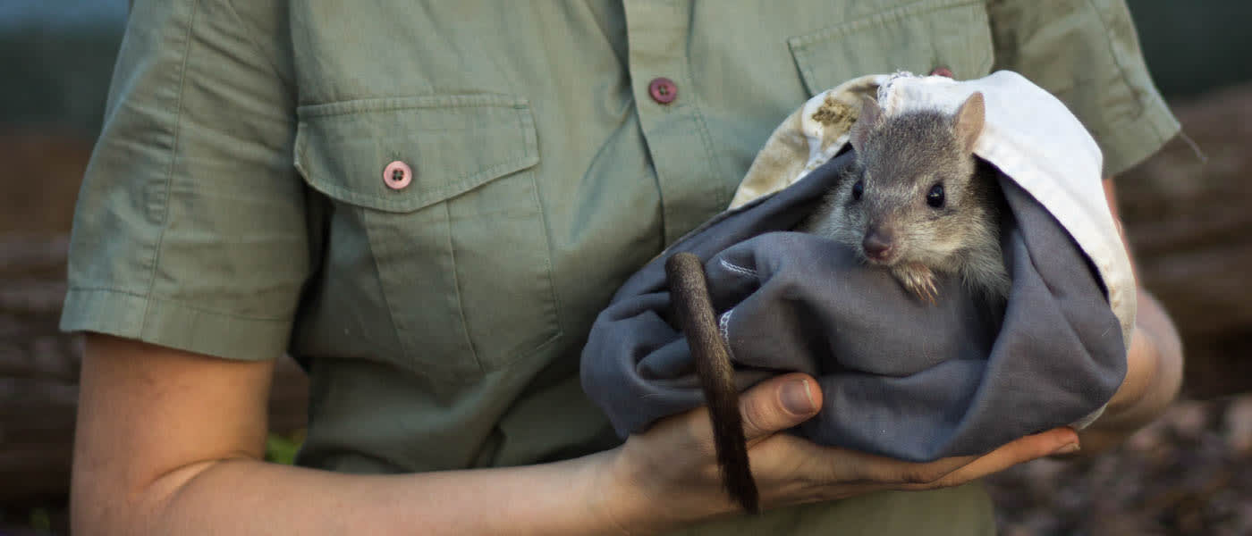 A northern bettong is held in a blanket by&nbsp;WWF's Jess Koleck