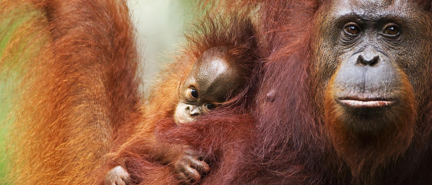 Bornean orangutan and baby, Tanjung Puting National Park, Central Kalimantan, Borneo, Indonesia