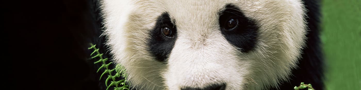 Close up of a giant panda, China