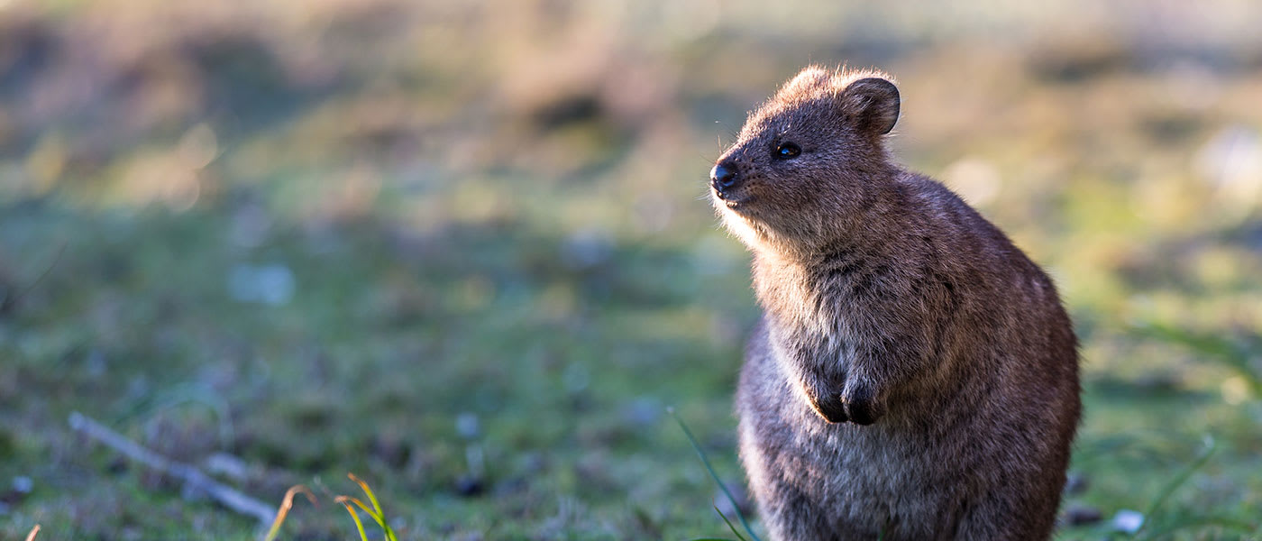 Quokka (setonix brachyurus), Rottnest Island, Western Australia