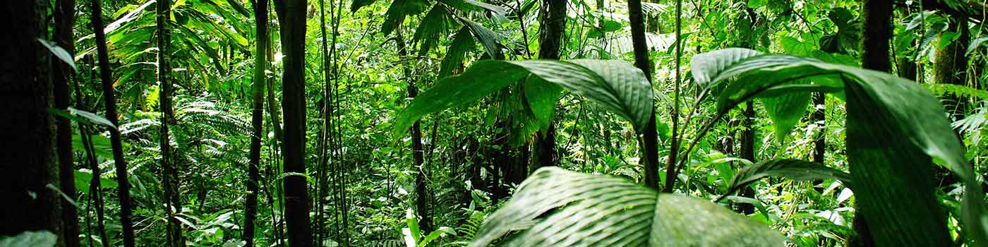 Rainforest interior, near Arenal Volcano National Park. Costa Rica