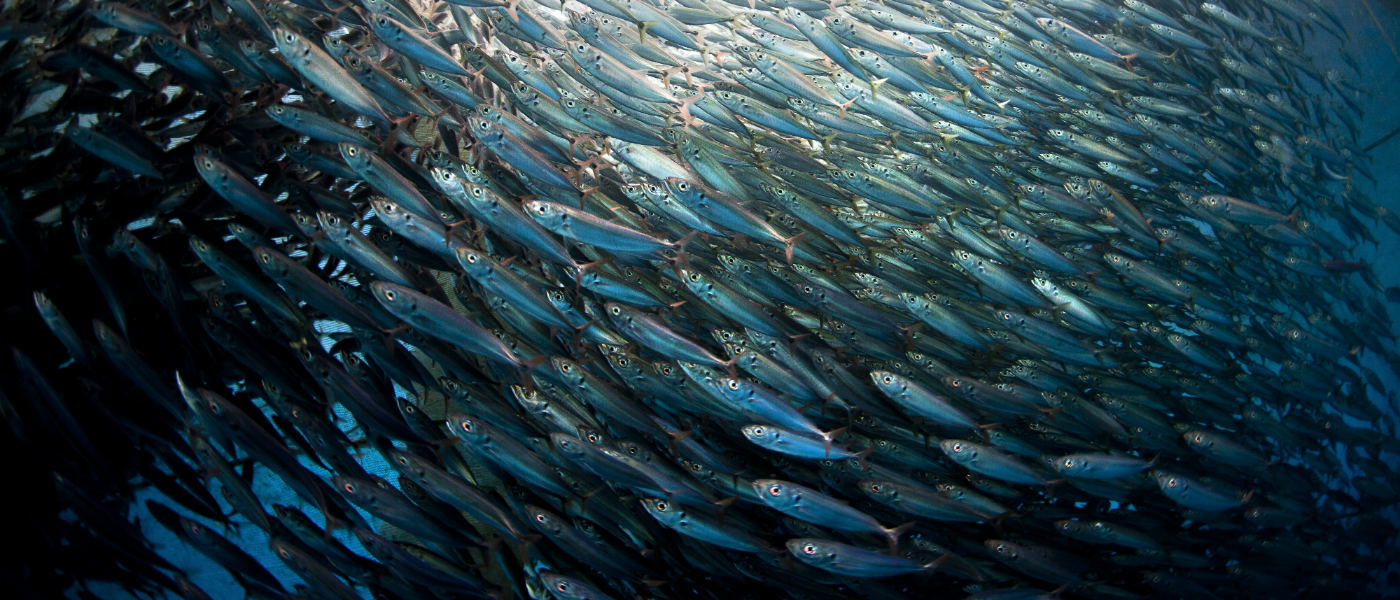 Pole and line tuna and baitfish fishery project= Indonesia. Bitung= Sulawesi= Indonesia.
