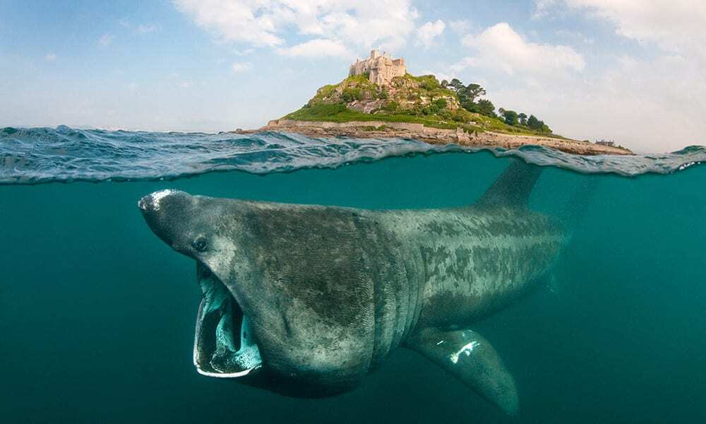 A split level digital composite showing a Basking shark (Ceterhinus maximus) feeding on plankton around Cornwall, United Kingdom