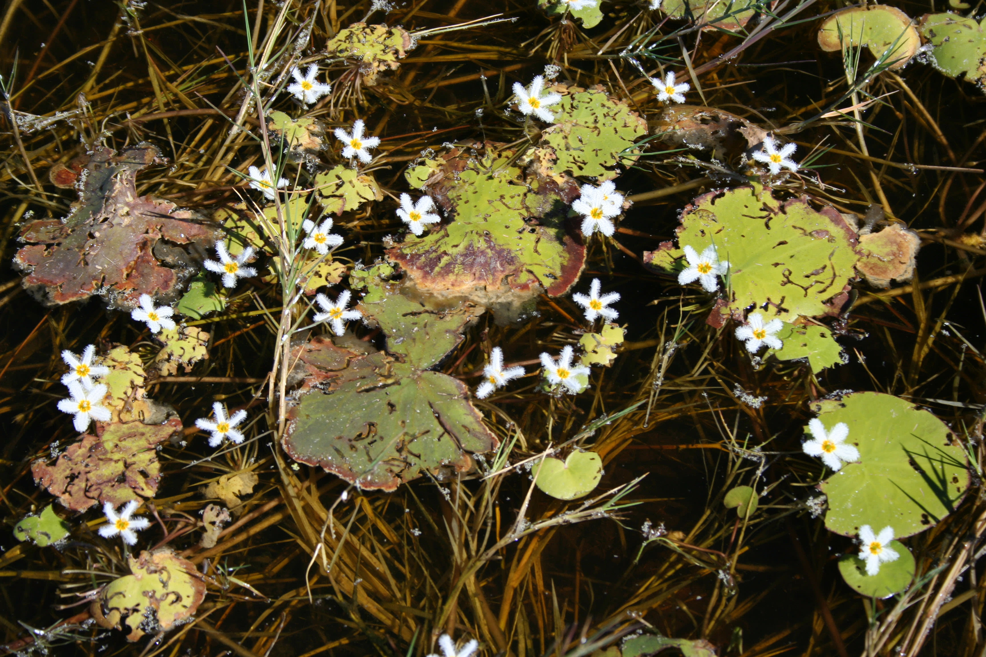 Beagle Bay Marshwort= Kimberley