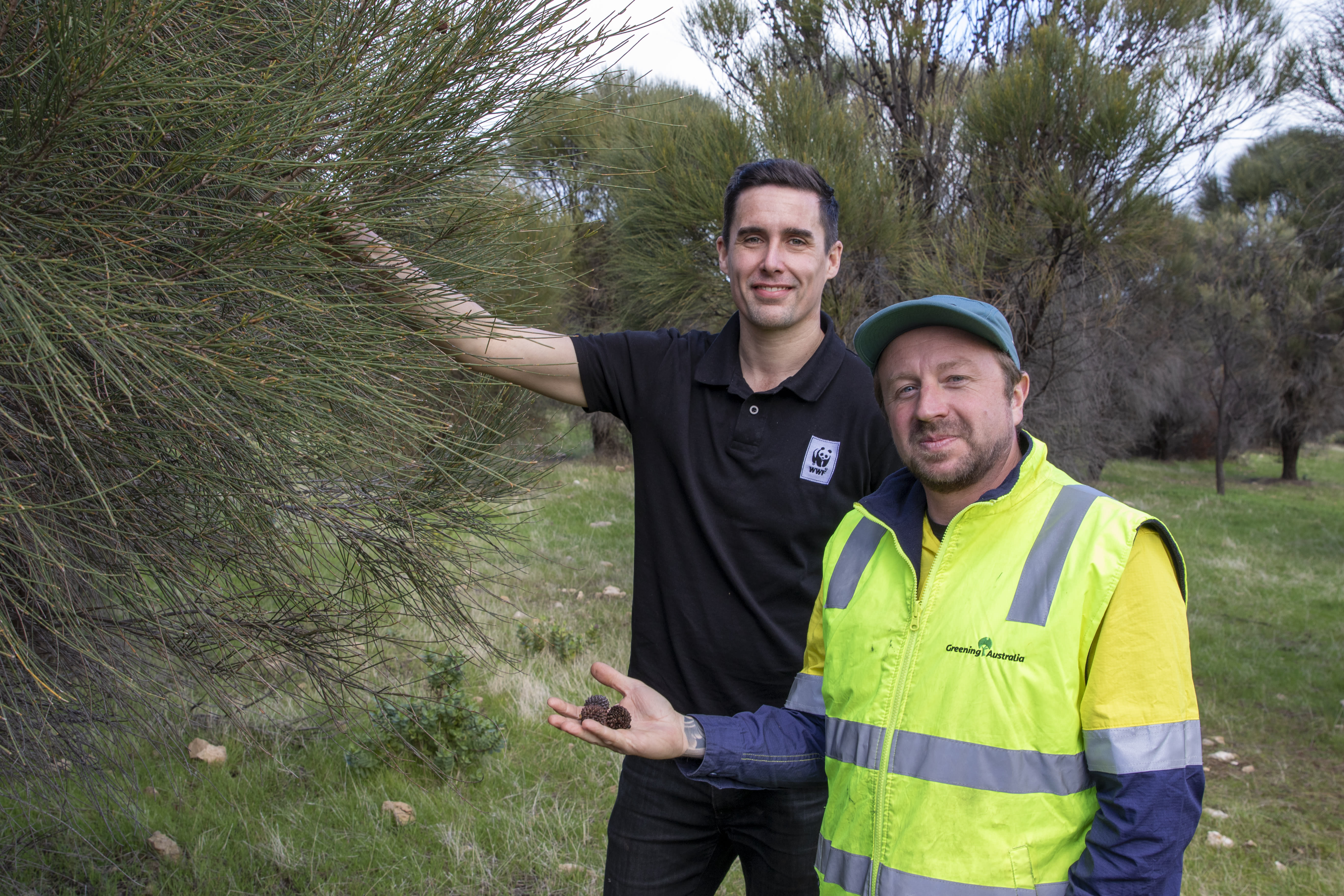 Ben Sanders and Andrew Woodroffe amid a growing stand of drooping sheoaks