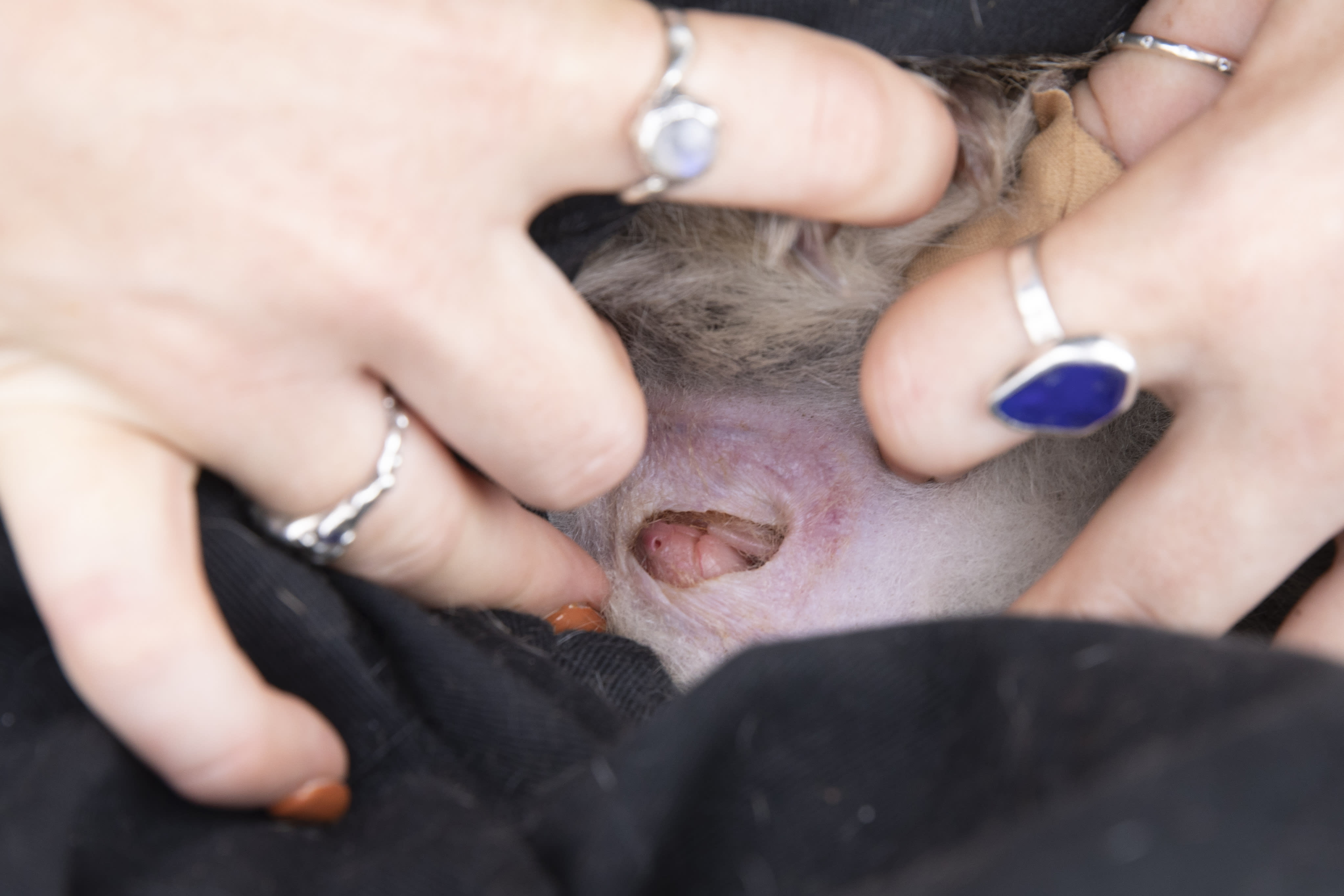 Chloe Frick discovers another bettong joey during a pouch check (right).