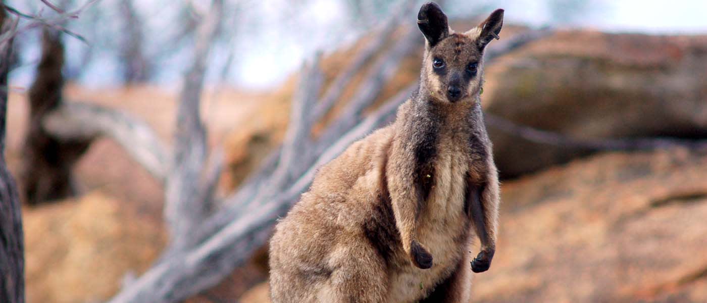 Black-footed rock-wallaby, Central Wheatbelt