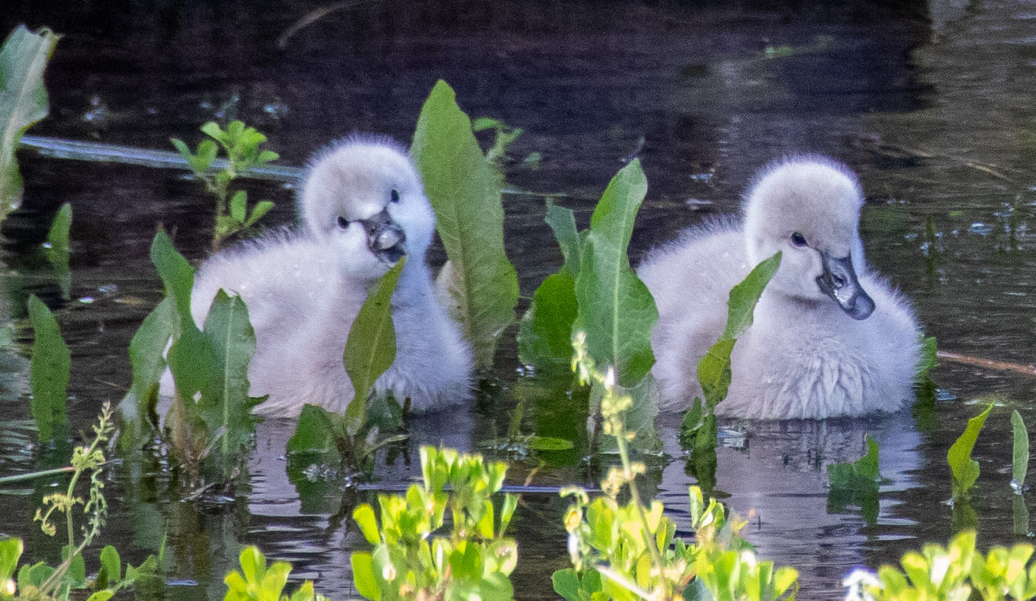 Black swan cygnets at Lake Gwelup Nature Reserve