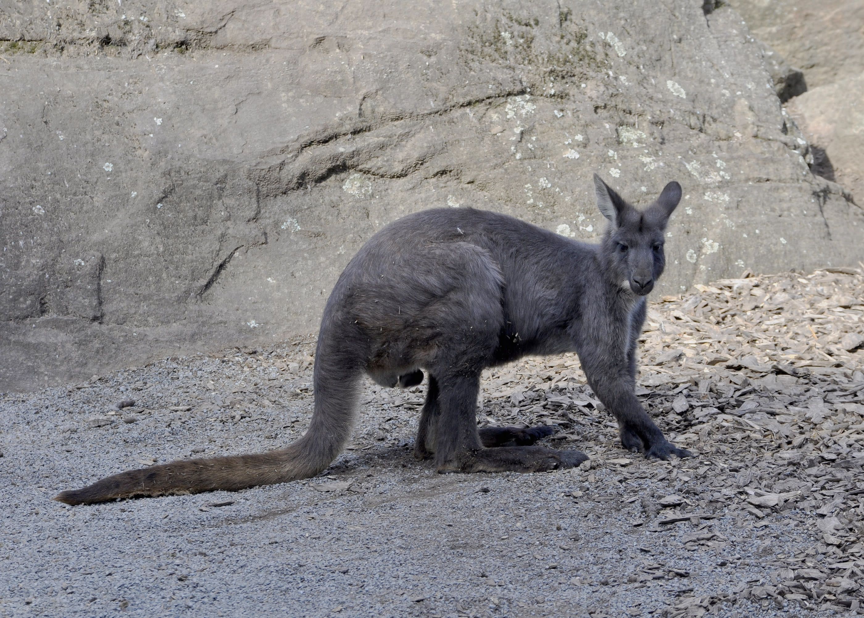 The black wallaroo, found in a limited range in the Northern Territory, holds special significance for Aboriginal groups in the Arnhem Land region.