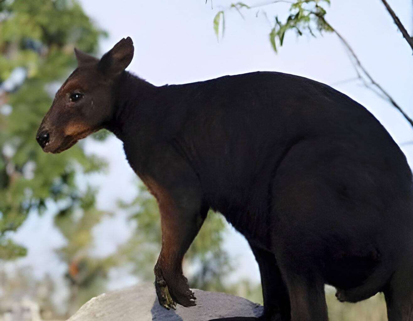 The black wallaroo, also known as Bernard's wallaroo or Woodward's wallaroo
