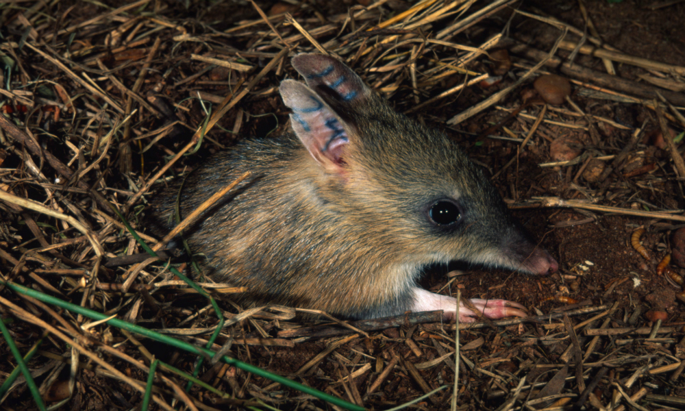 Eastern Barred Bandicoot